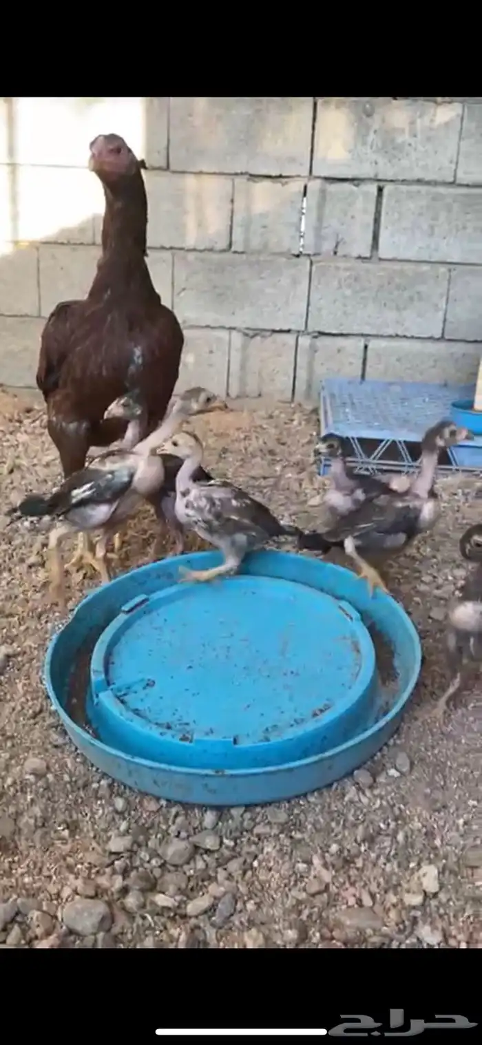 الطائف حي الرميده 8