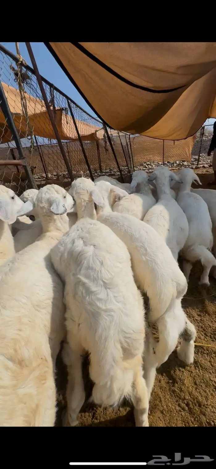 15 طليان ورخال تبارك الرحمن 3