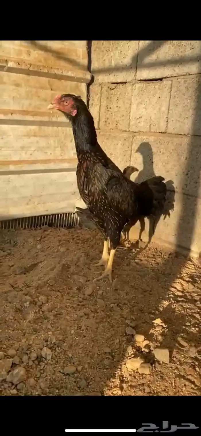 الطائف حي الرميده 9