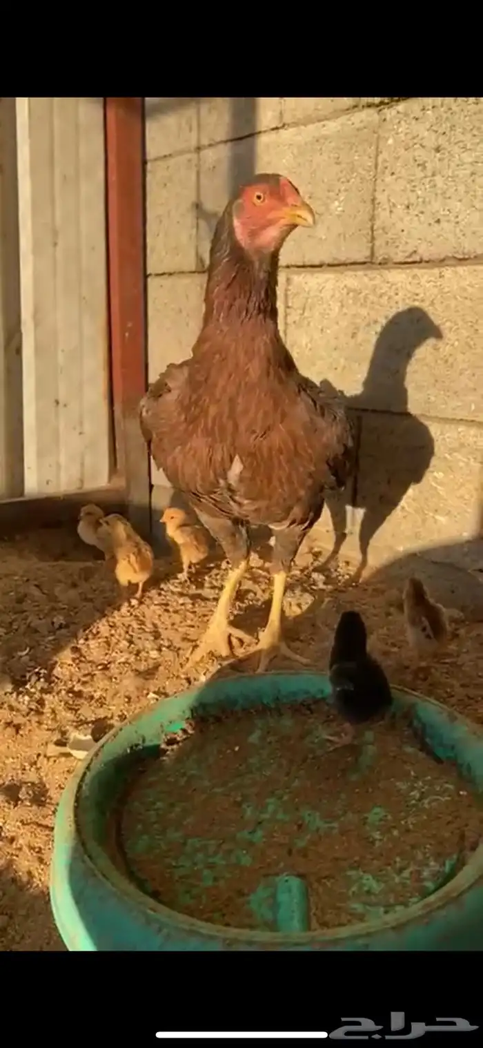 الطائف حي الرميده 2