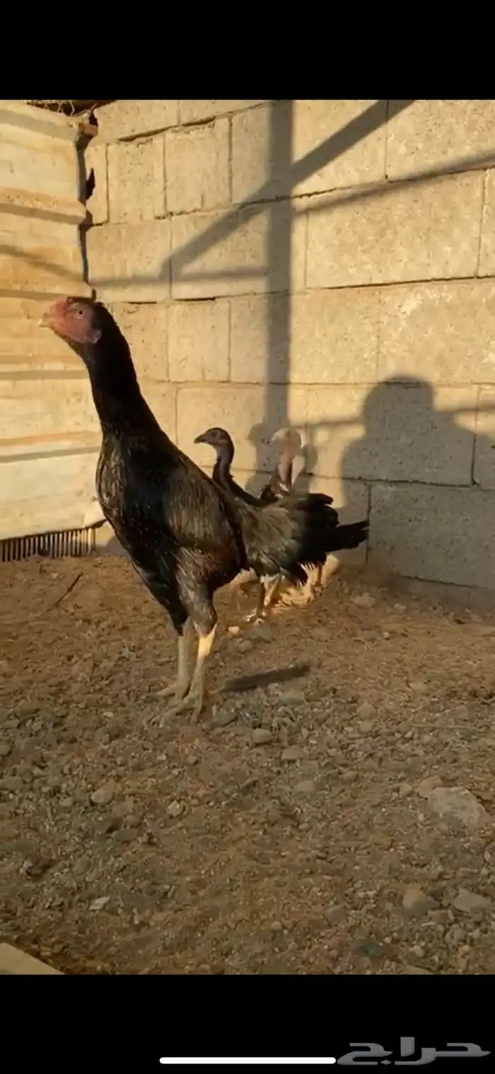 الطائف حي الرميده 5