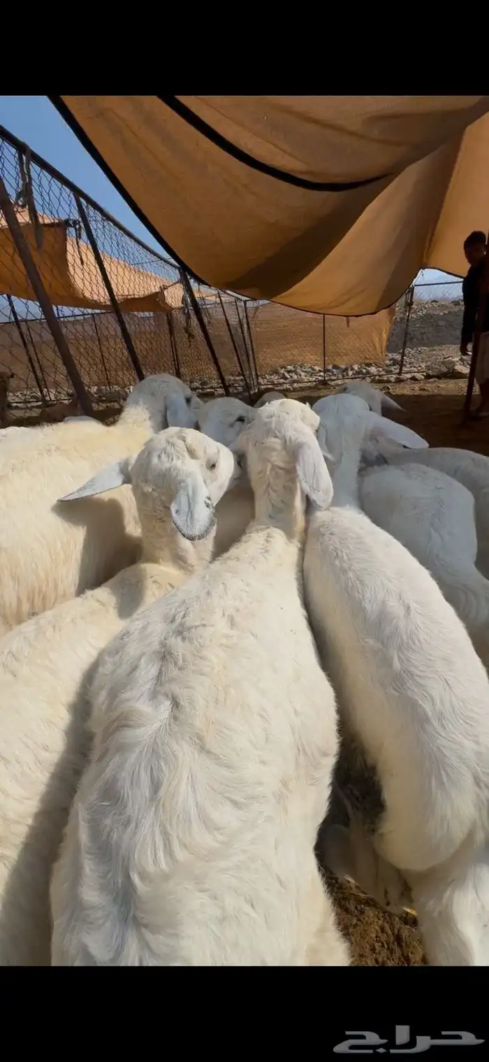 15 طليان ورخال تبارك الرحمن 4