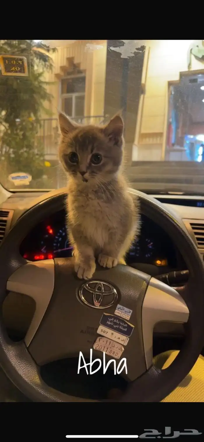 قط لقيته ضايع المنسك 1