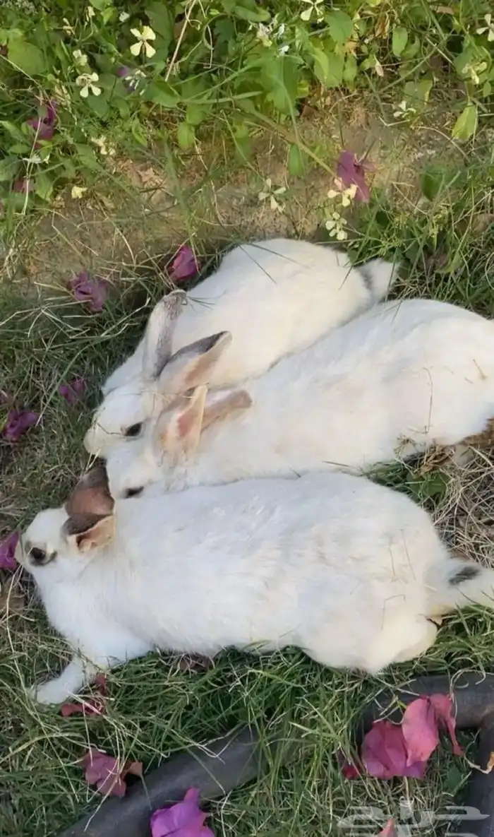 ارانب للبيع 2