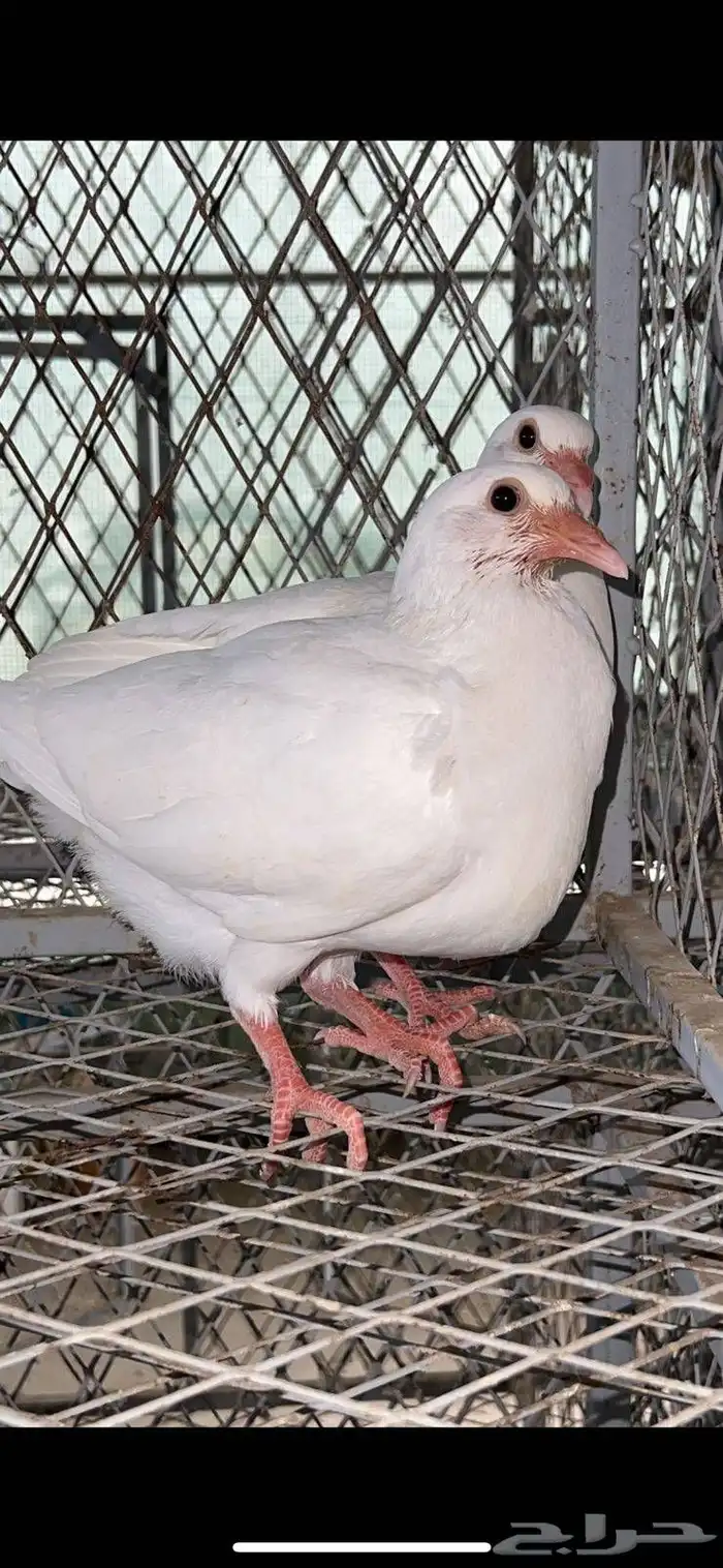 زغاليل حمام فرنسي سوبر جامبو 2