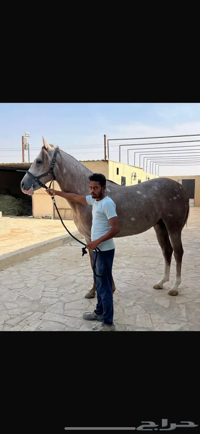 حصان صرعة عربي اصيل ابن مستند الخالدية 32