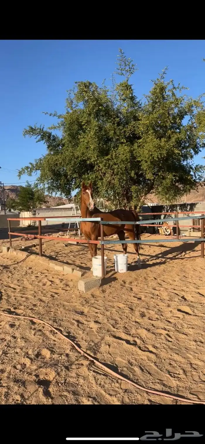 خيل فرس شعبي 1