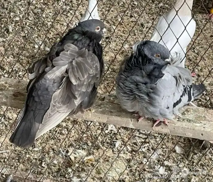 للبيع ذكر وانثى على السوم 0