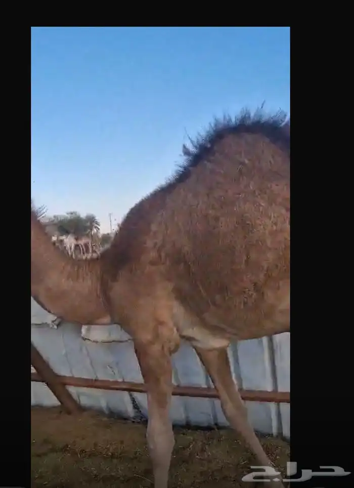 قعود للبيع القعود سمين السوم 5 0