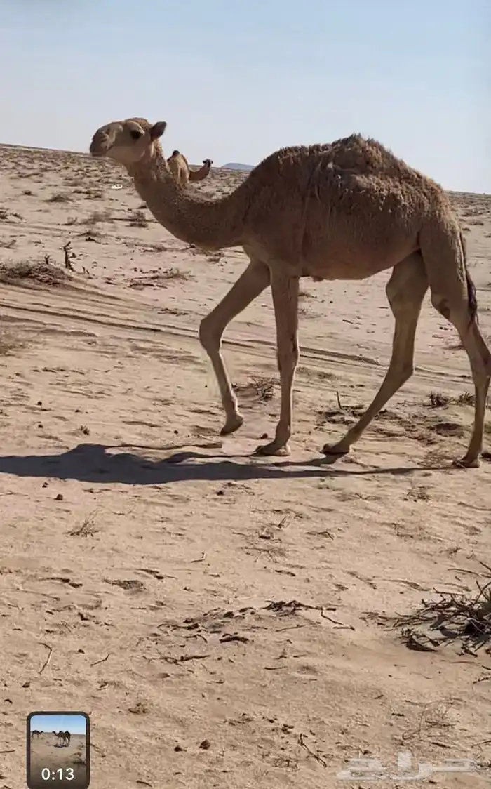 بكره حمرامفروده 0