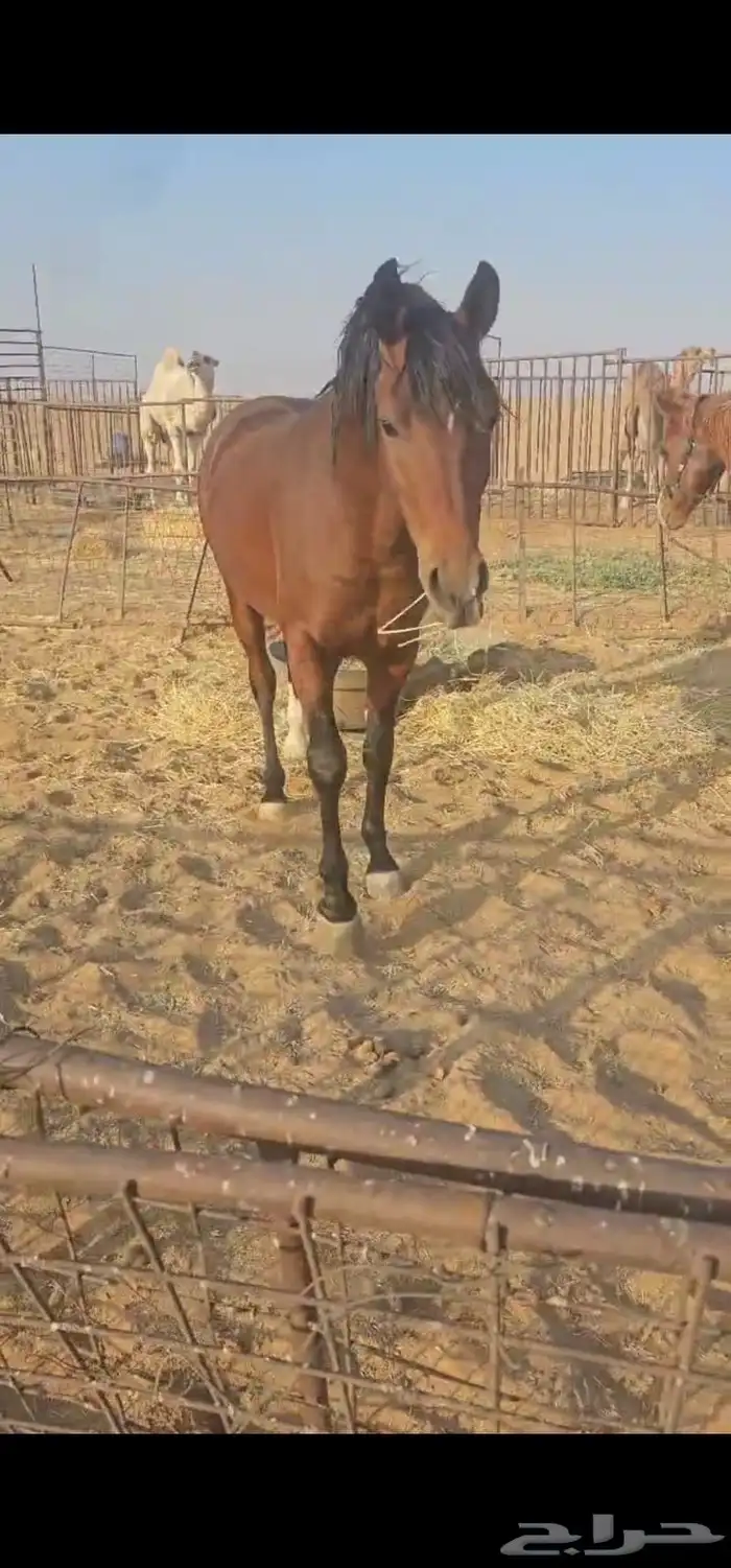 خيل للبيع 0