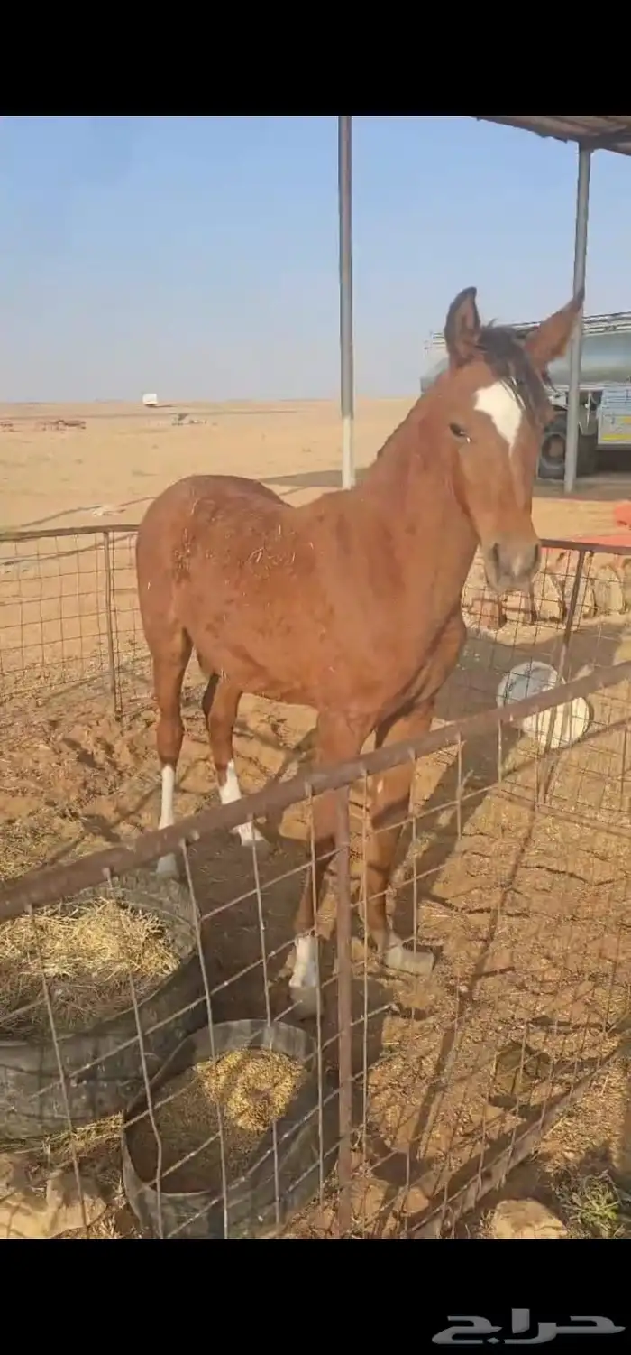 خيل للبيع 1