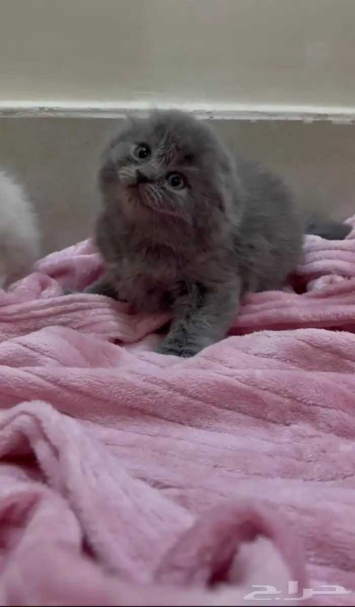 سكوتش هجين شيرازي قطط صغيرة عمرها شهر للبيع 6