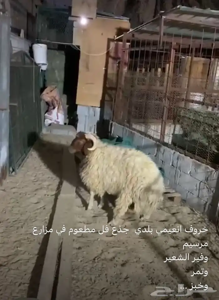 الموقع الاحساء العمران 0