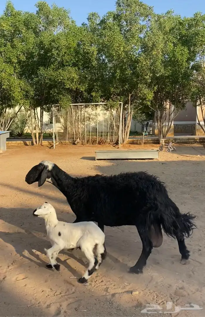 شاة متبع بطلي طيبه 1