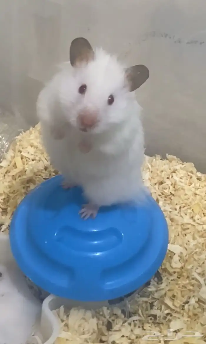 هامستر سوري للبيع 0