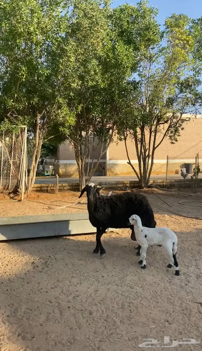 شاة متبع بطلي طيبه 2