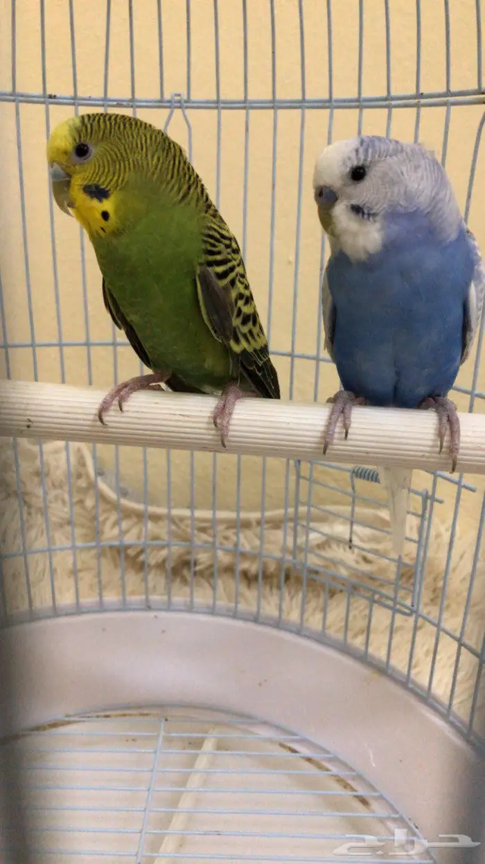 طيور بادجي 3