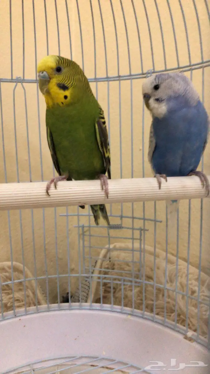 طيور بادجي 2