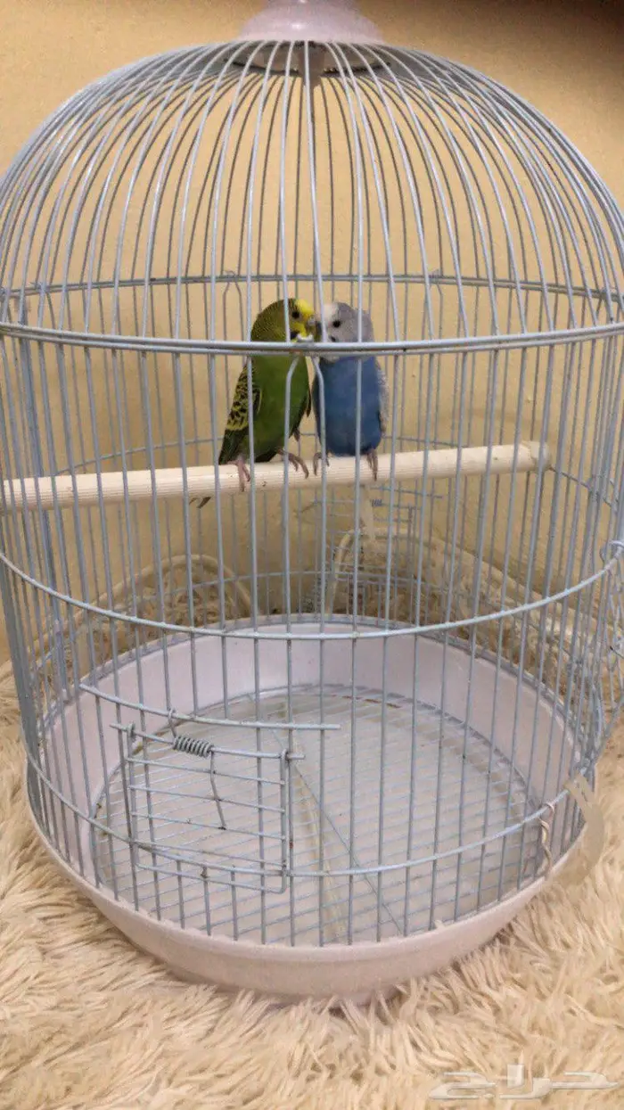 طيور بادجي 1