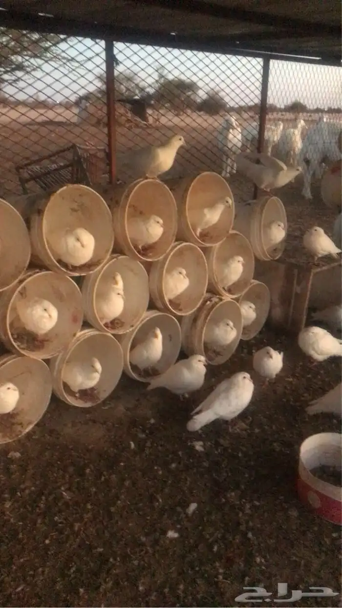 كبري العواضه 0