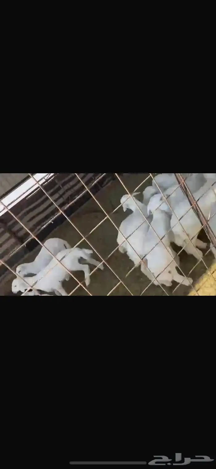 غنم للبيع حريات طيبه للقناي تنسفط 9
