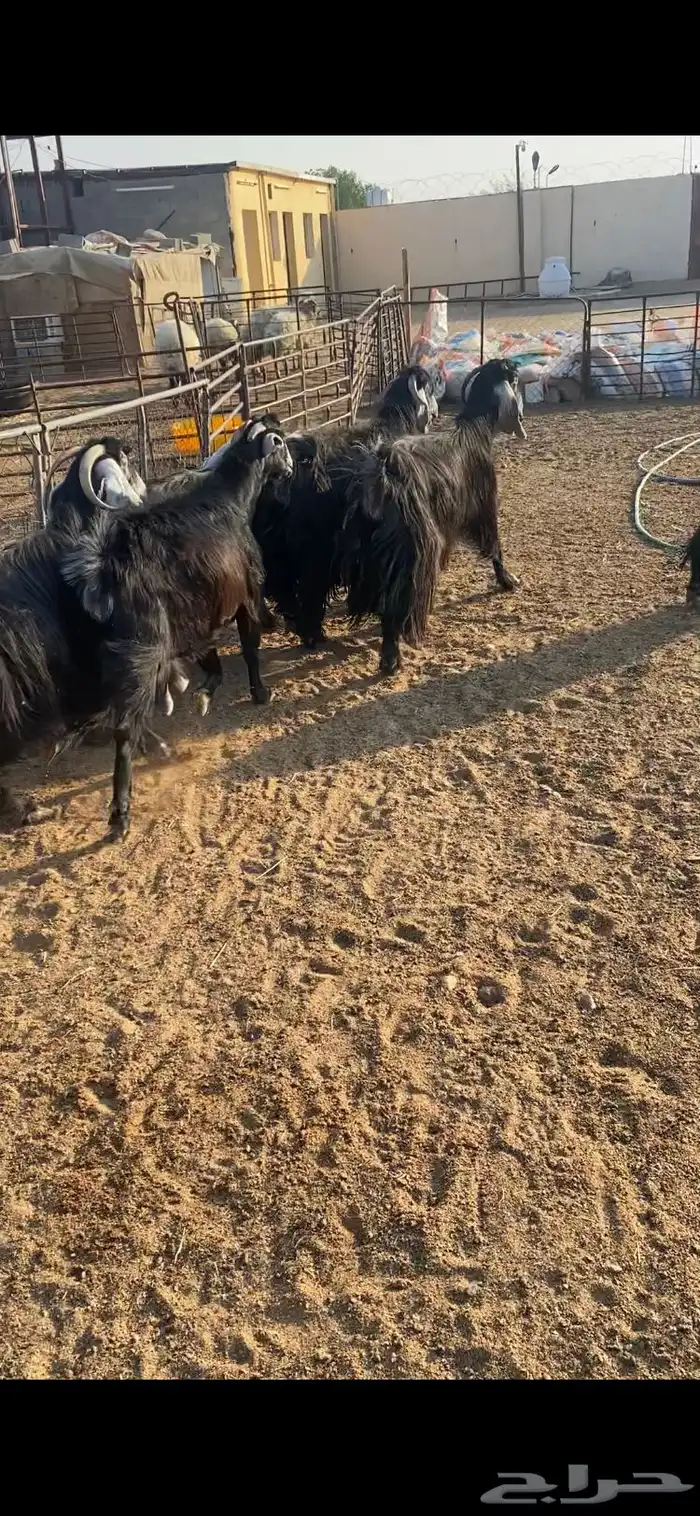 معزا عوارض اصلية خصم شرط الضريع 6 2