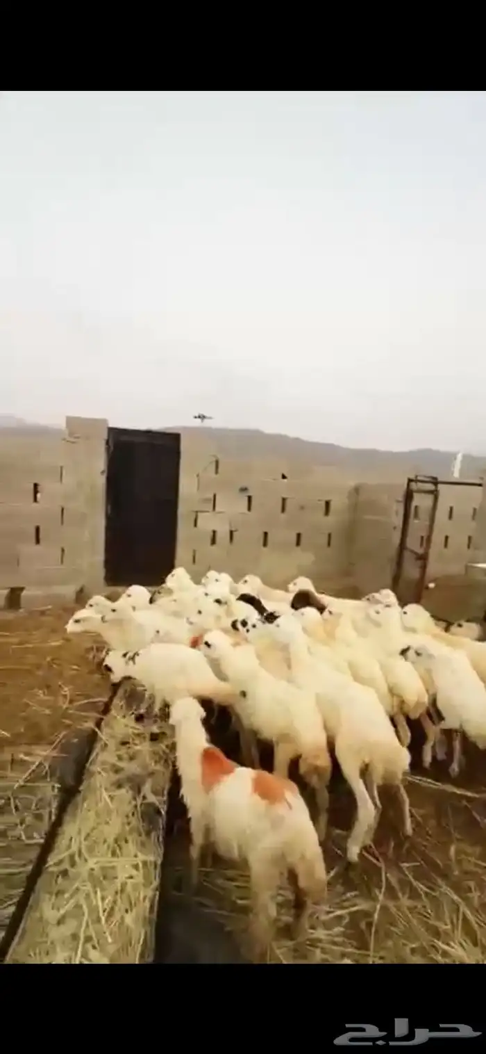 رخال تربية 2