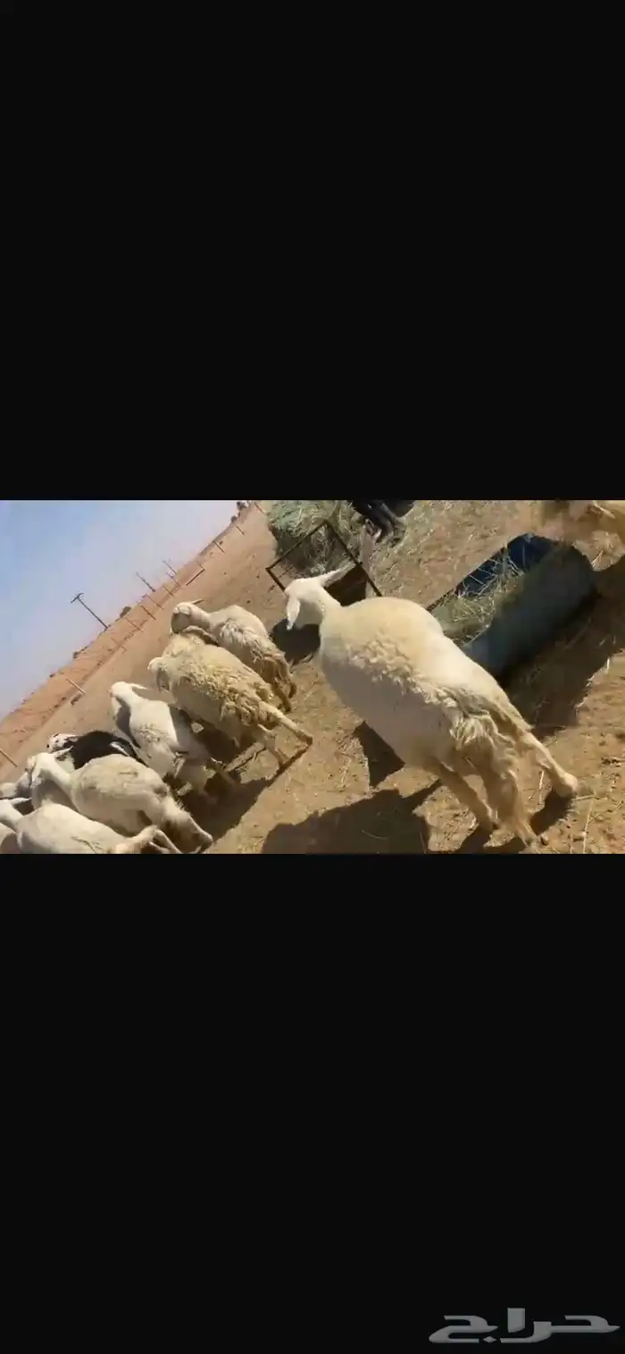 غنم للبيع حريات طيبه للقناي تنسفط 4