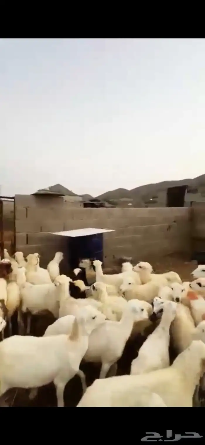 رخال تربية 1