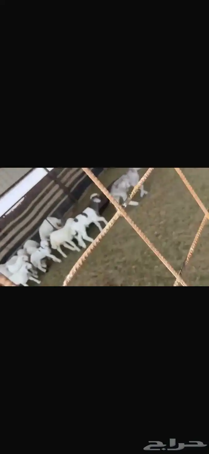 غنم للبيع حريات طيبه للقناي تنسفط 8
