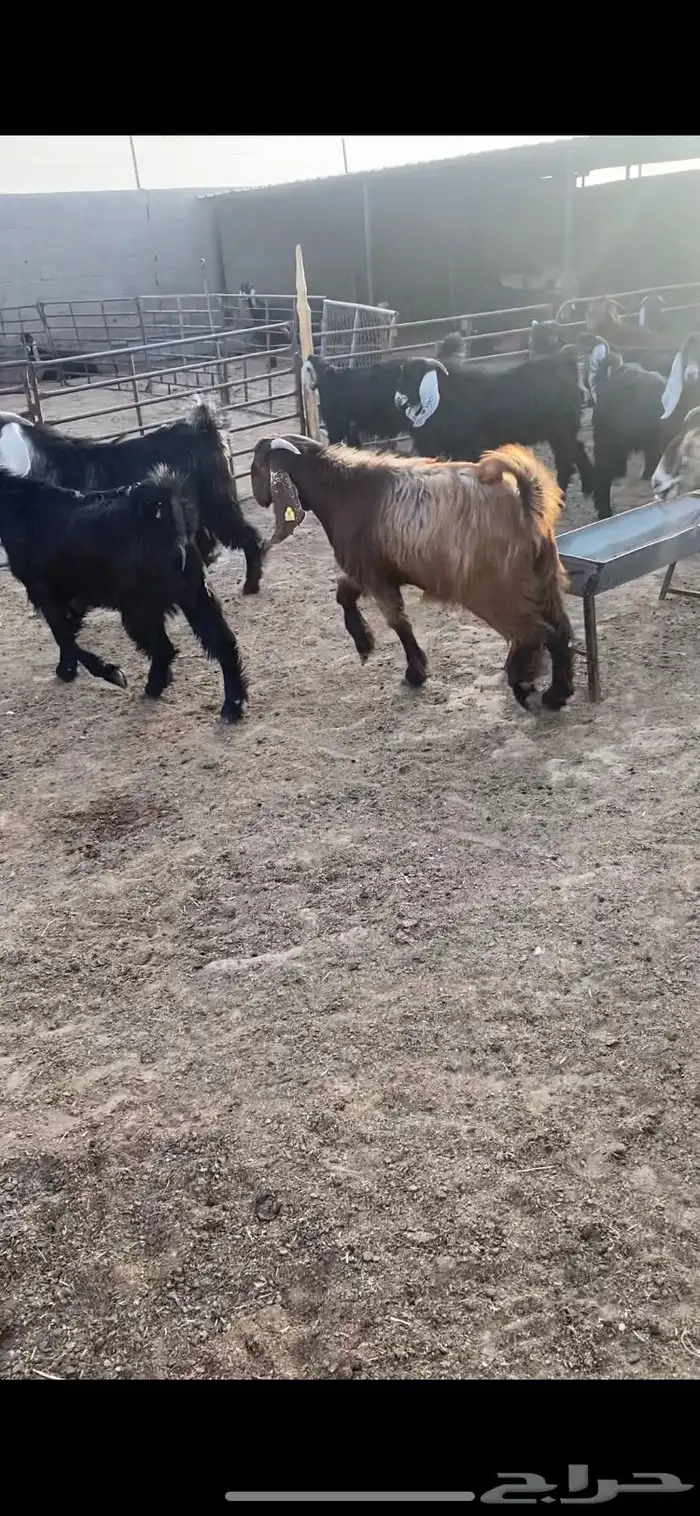 تيوس مخاصي خصم الخصم فاخره فل 2