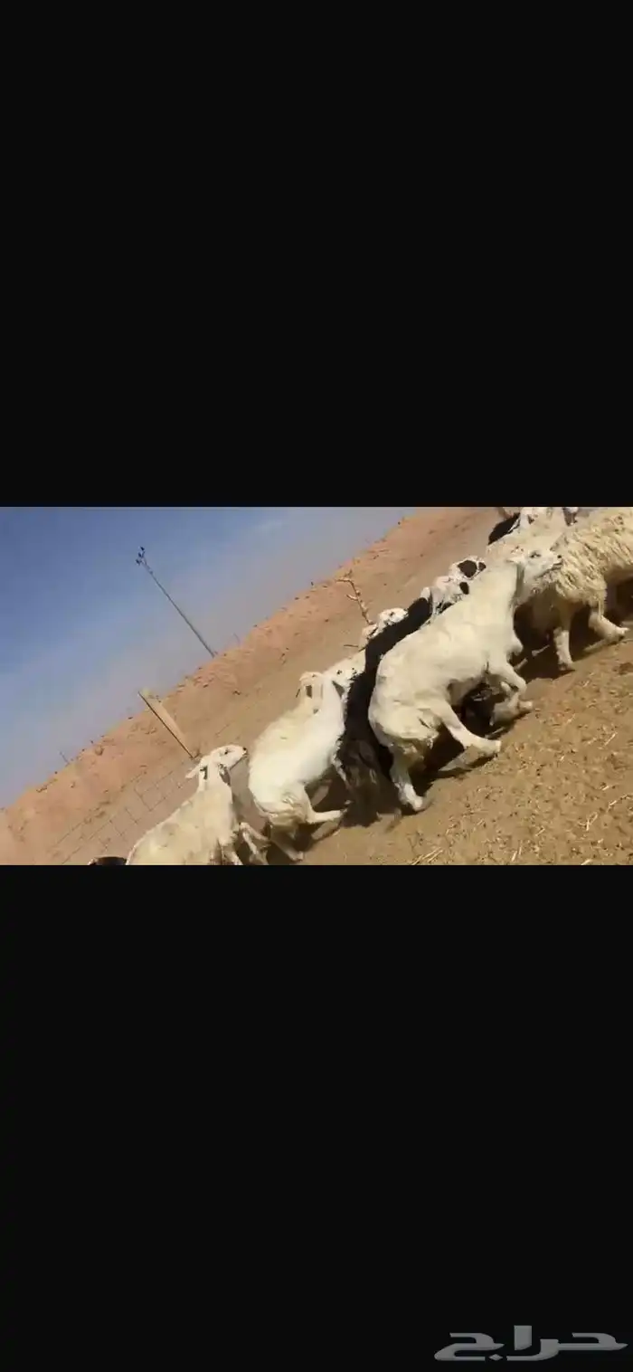 غنم للبيع حريات طيبه للقناي تنسفط 5