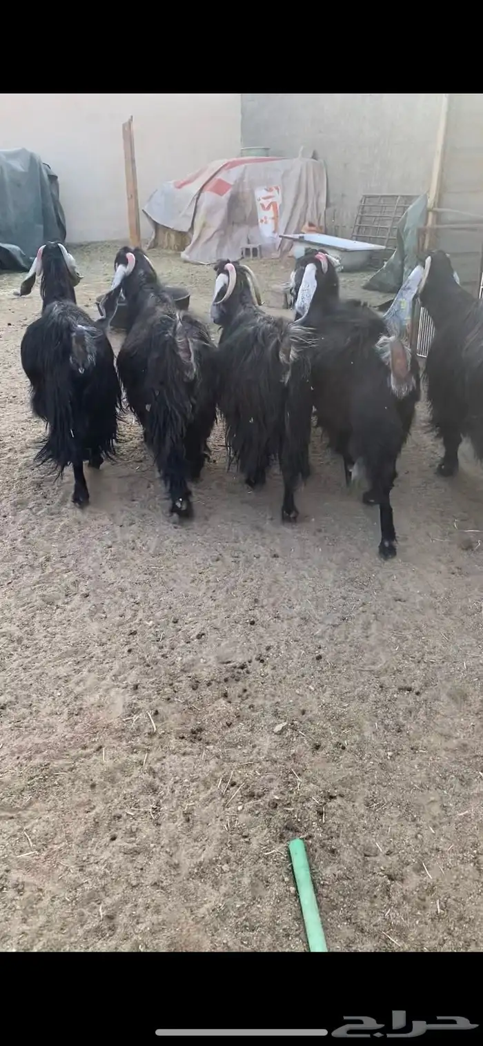 معزا عوارض اصلية خصم شرط الضريع 6 4