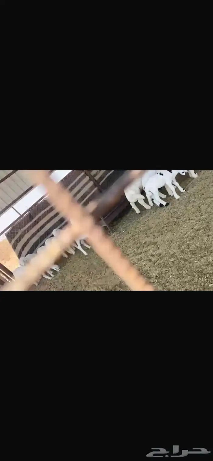 غنم للبيع حريات طيبه للقناي تنسفط 7