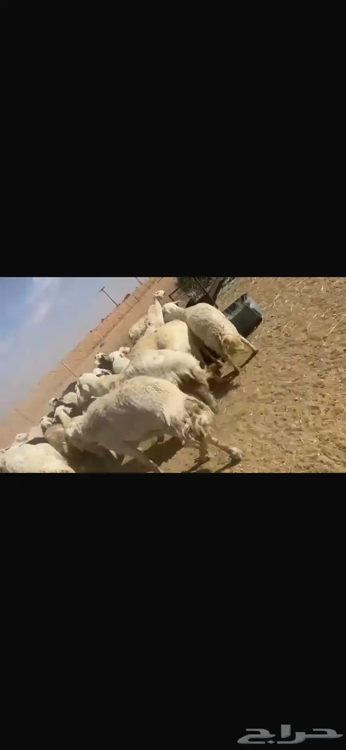 غنم للبيع حريات طيبه للقناي تنسفط 2