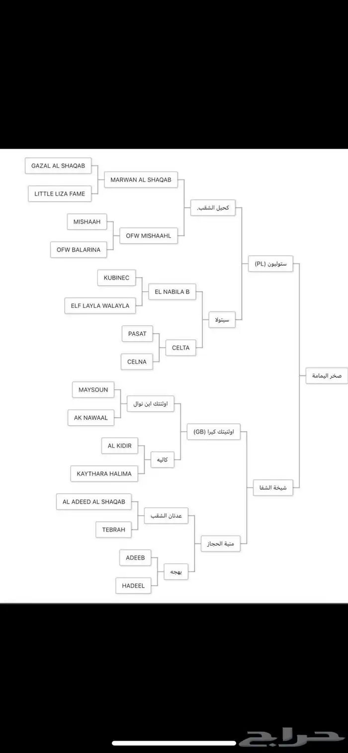 حصان واهو 12