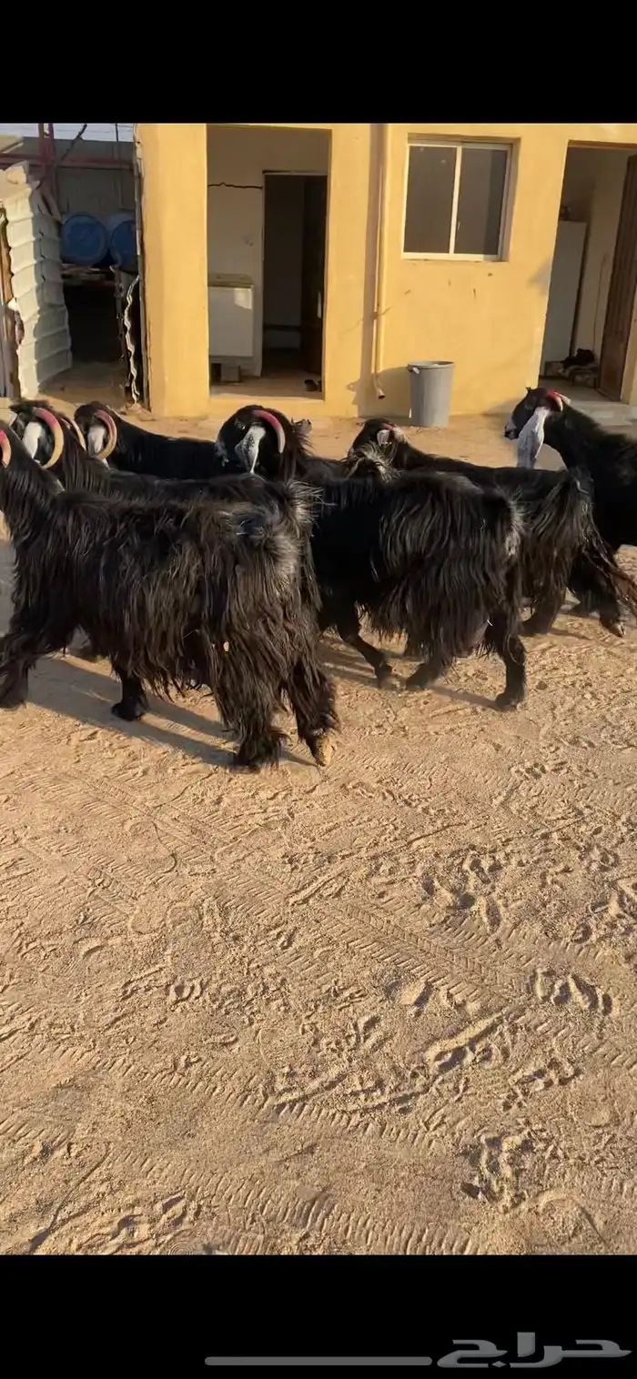 معزا عوارض اصلية خصم شرط الضريع 6 5