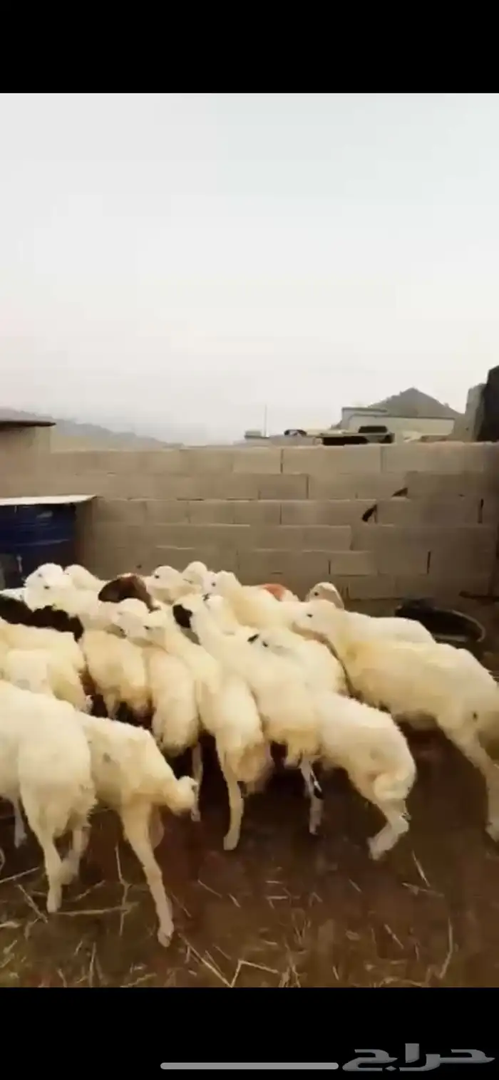 رخال تربية 3