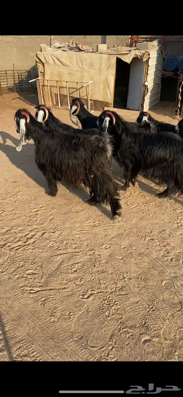 معزا عوارض اصلية خصم شرط الضريع 6 0