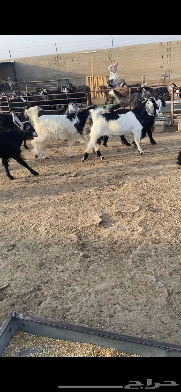 تيوس مخاصي خصم الخصم فاخره فل 3