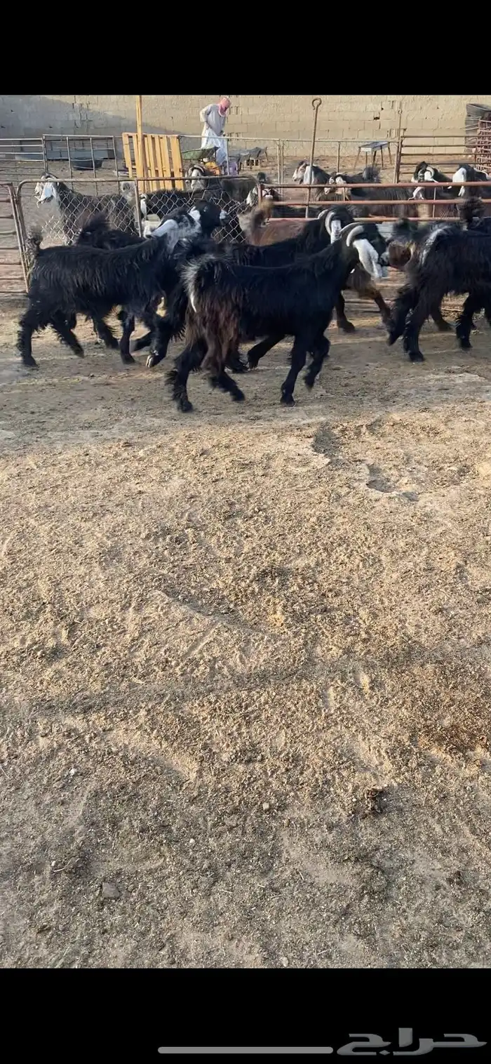 تيوس مخاصي خصم الخصم فاخره فل 5