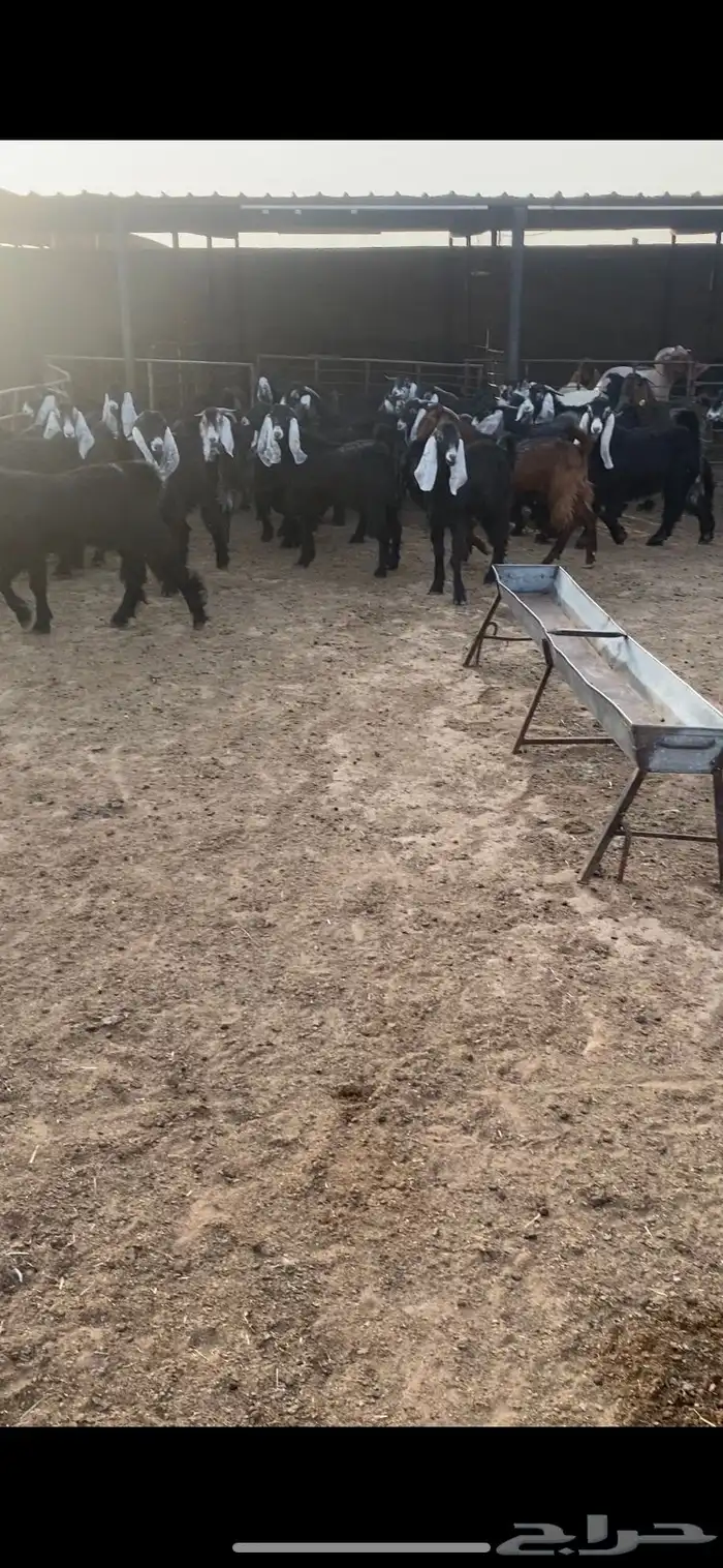 تيوس مخاصي خصم الخصم فاخره فل 1