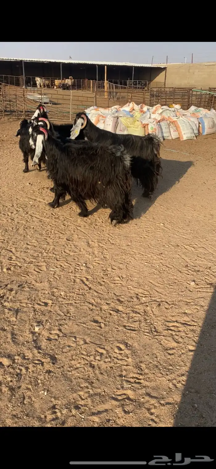 معزا عوارض اصلية خصم شرط الضريع 6 3