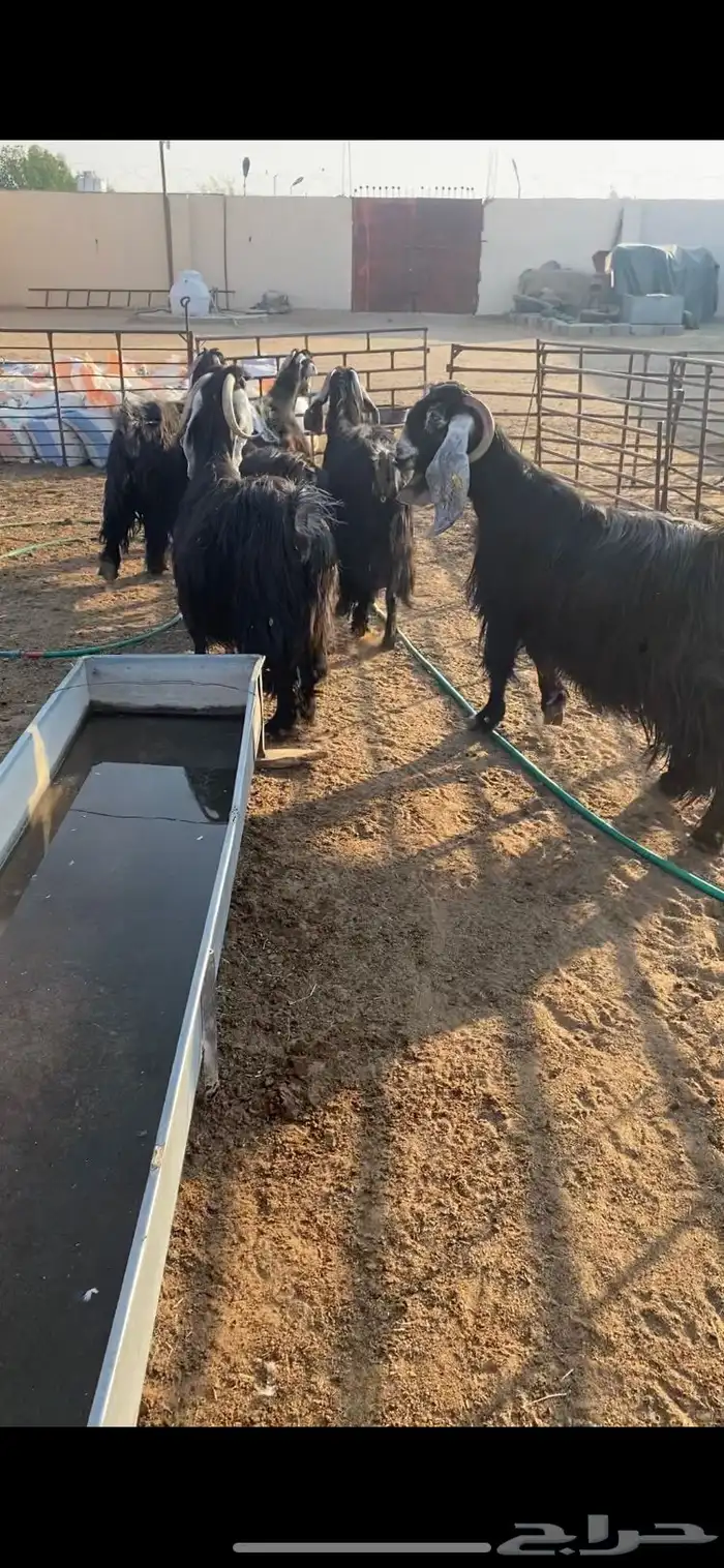 معزا عوارض اصلية خصم شرط الضريع 6 6