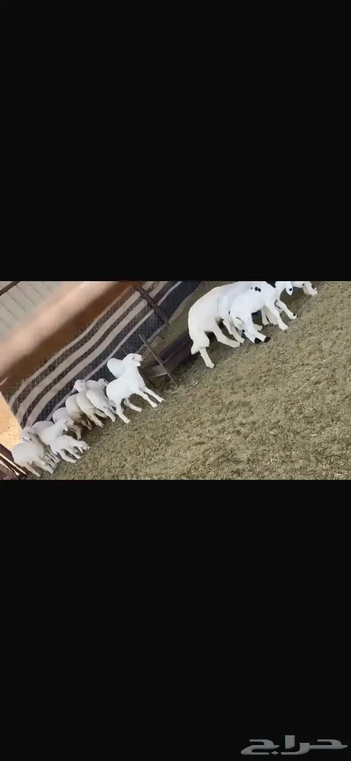 غنم للبيع حريات طيبه للقناي تنسفط 6