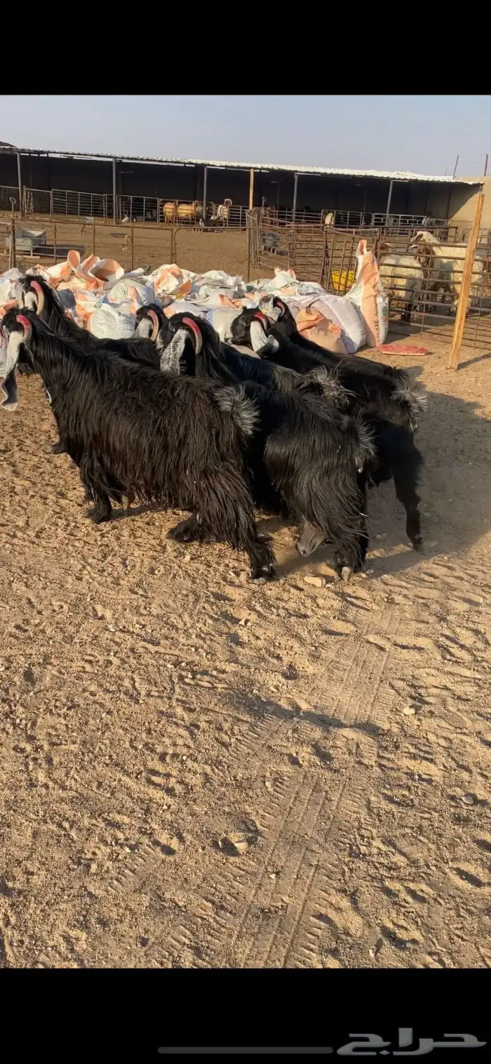 معزا عوارض اصلية خصم شرط الضريع 6 1