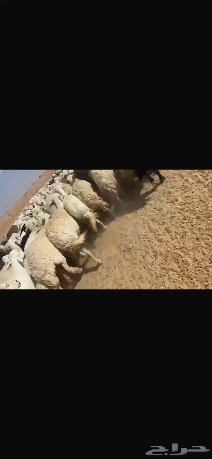 غنم للبيع حريات طيبه للقناي تنسفط 1