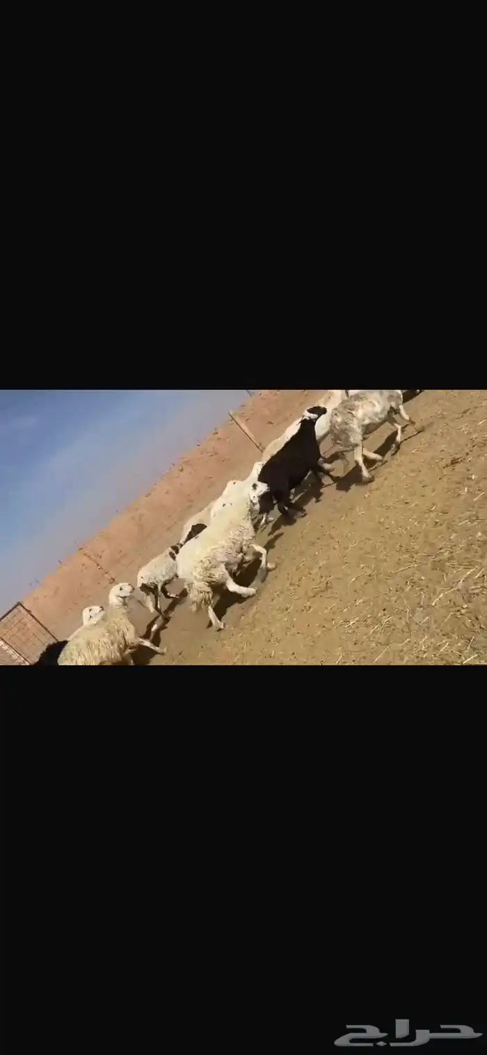غنم للبيع حريات طيبه للقناي تنسفط 3