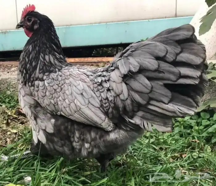 بيض مخصب للتفقيس لسلاله الاسترالورب الالماني العملاق 3